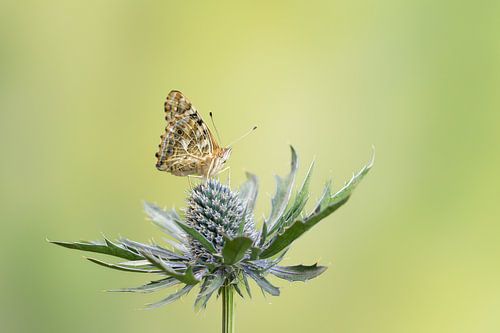 distelvlinder, Vanessa cardui op een distel