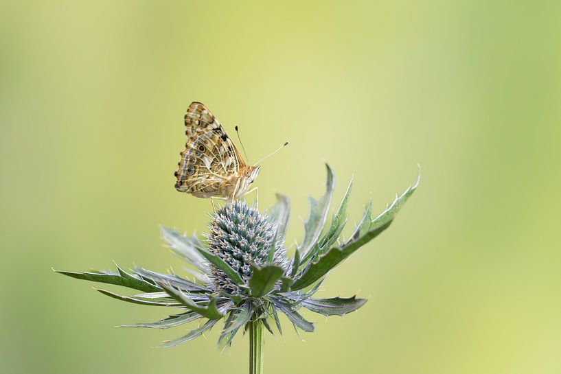 Papillon du chardon, Vanessa cardui sur un chardon par M. B. fotografie