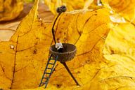 acorn cap van ChrisWillemsen thumbnail