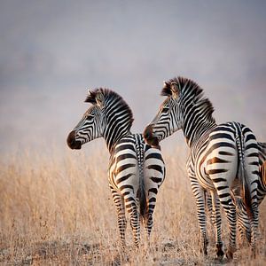 Zebras im Abendlicht von YvePhotography