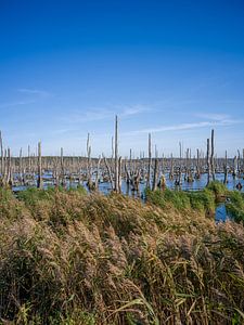 Gespensterwald in der Nähe der Insel Usedom (Ostsee)