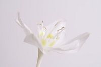 Witte lelie