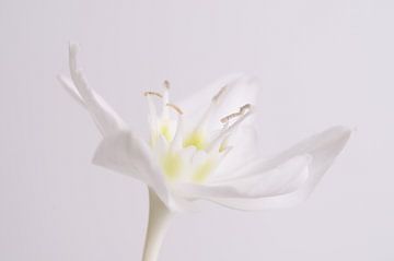 White lily by Esther van der Linden