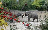 Elephants