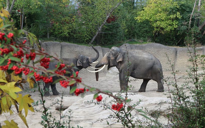 Elephants by J De Leeuw