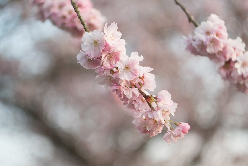 Blossom on branch by Moetwil en van Dijk - Fotografie