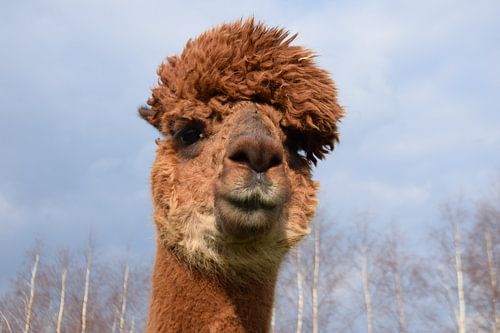 Alpaca