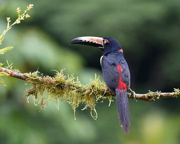 Birds of Costa Rica: Collared Aracari (Halsbandarassari) van Rini Kools