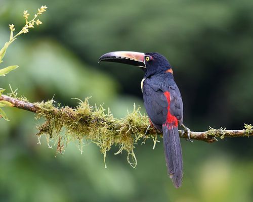 Oiseaux du Costa Rica : Aracari à collier (Aracari à collier)