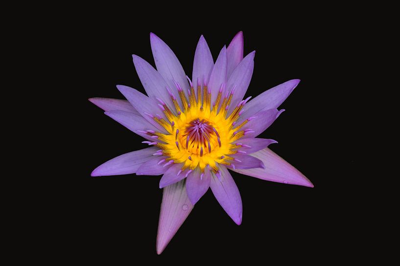 Lotus auf schwarzem Hintergrund von Ronald Smits