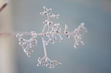 Bild Winter von Kris Van den Bossche