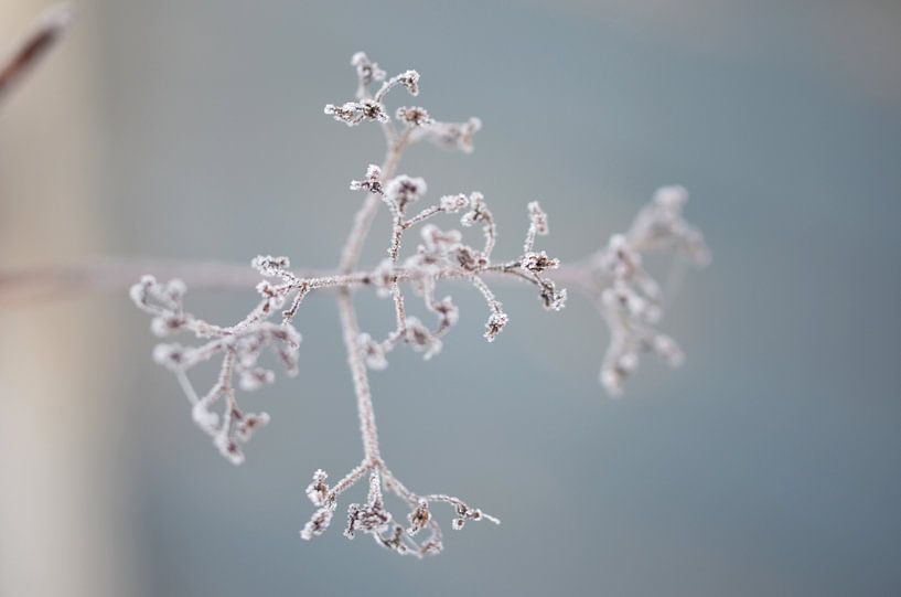 Winter image by Kris Van den Bossche