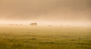Nebel über der Wiese