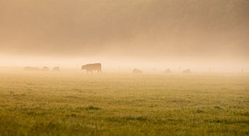 Nebel über der Wiese