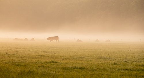 Nebel über der Wiese