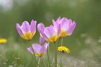 bunte Blumen