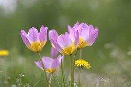 colourful flowers by Urzela Van den tillaart