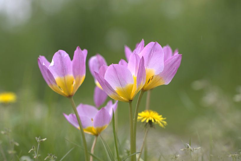bunte Blumen von Urzela Van den tillaart