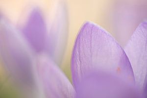 Gros plan sur un crocus lilas dans une atmosphère douce