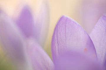 Close-up of a lilac crocus in a soft atmosphere