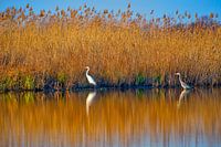 Impressionist photograph of two species of herons