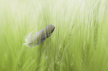 Natuurlijke vogel veer ontwerp in het korenveld zomer lopen