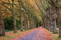 dreef in de herfst 3