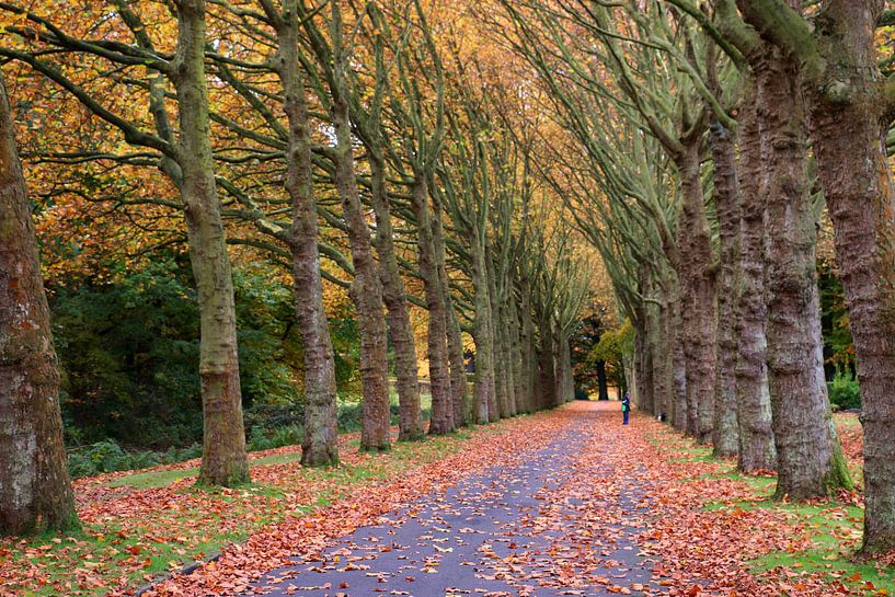 dreef in de herfst 3 by eddy Peelman