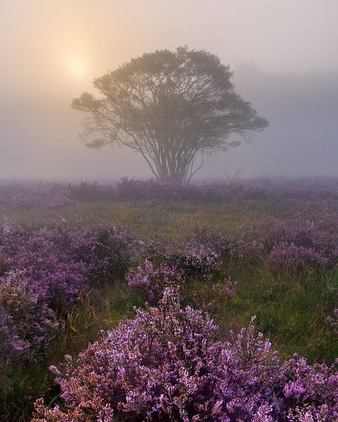 Heather in mist by Thijs Friederich
