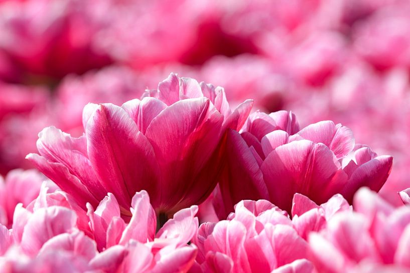 deux tulipes roses dans un champ de tulipes par W J Kok