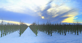 Stilte tussen de bomen.