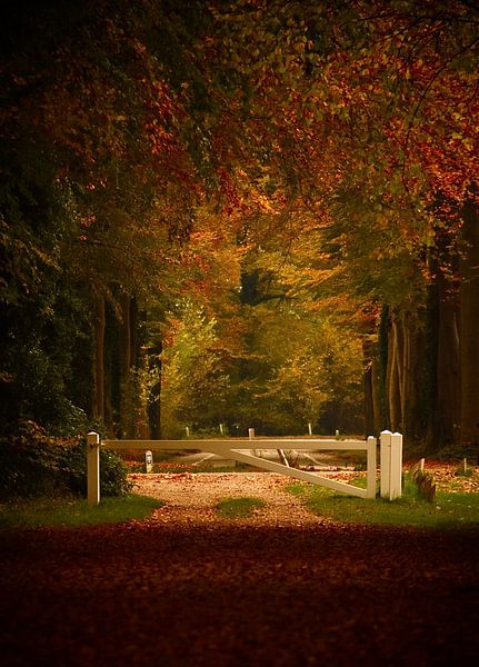 Autumn van Brigitte Radius