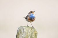 Blauwborst zingend op een paaltje