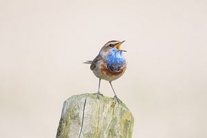 Blauwborst zingend op een paaltje van Rick Goede