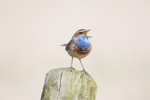 Bluethroat singing on a pole