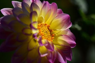 Dahlia gegrepen door de zomerzon van Robbert De Reus