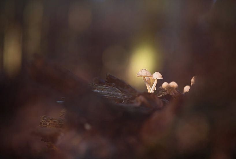 Speulderbos Teil 7 von Tania Perneel