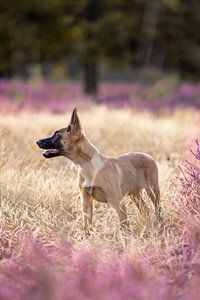 Belgischer Schäferhundwelpe in wunderschön blühendem lila Heidekraut