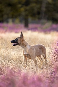 Mechelse herder pup in prachtige bloeiende paarse heide van Femke Ketelaar