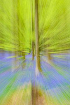 Abstract zoomeffect op een beukenboom in een lentebos met blauwe wilde hyacinten bloemen