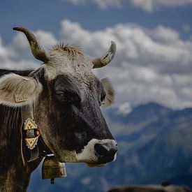 Oostenrijkse koe, Alpen Koe van byFeelingz