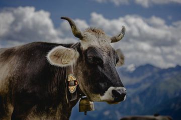 Austrian cow, Alpine cow by byFeelingz