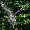 The Wise One, De Laplanduil. Een uil in de vlucht van noeky1980 photography
