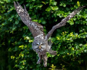 The great grey owl sur noeky1980 photography