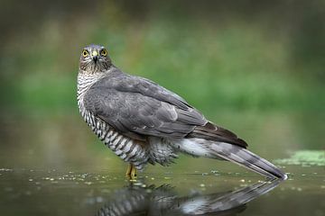 Roofvogel (Sperwer) in water
