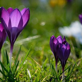 Purple crocuses by Framed by Elisabeth