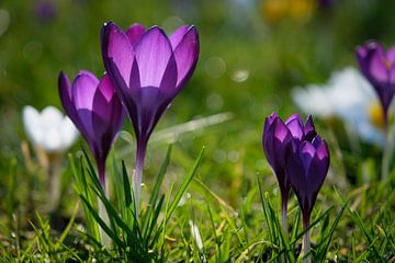 Purple crocuses
