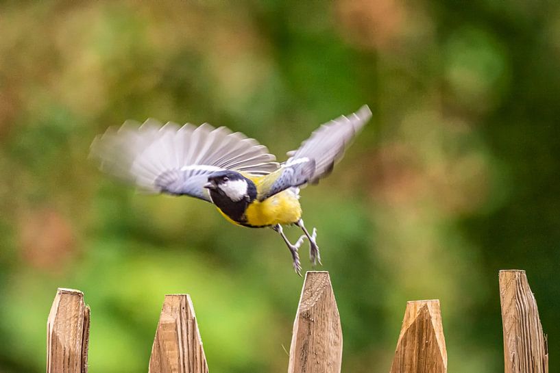 Kohlmeise hebt ab von okkofoto