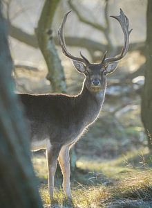 Damhirsch im Naturschutzgebiet von Dirk van Egmond