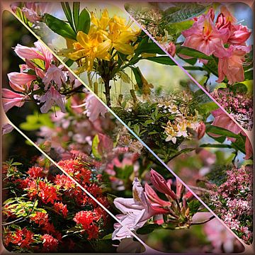 Rhododendrons by Carla van Zomeren